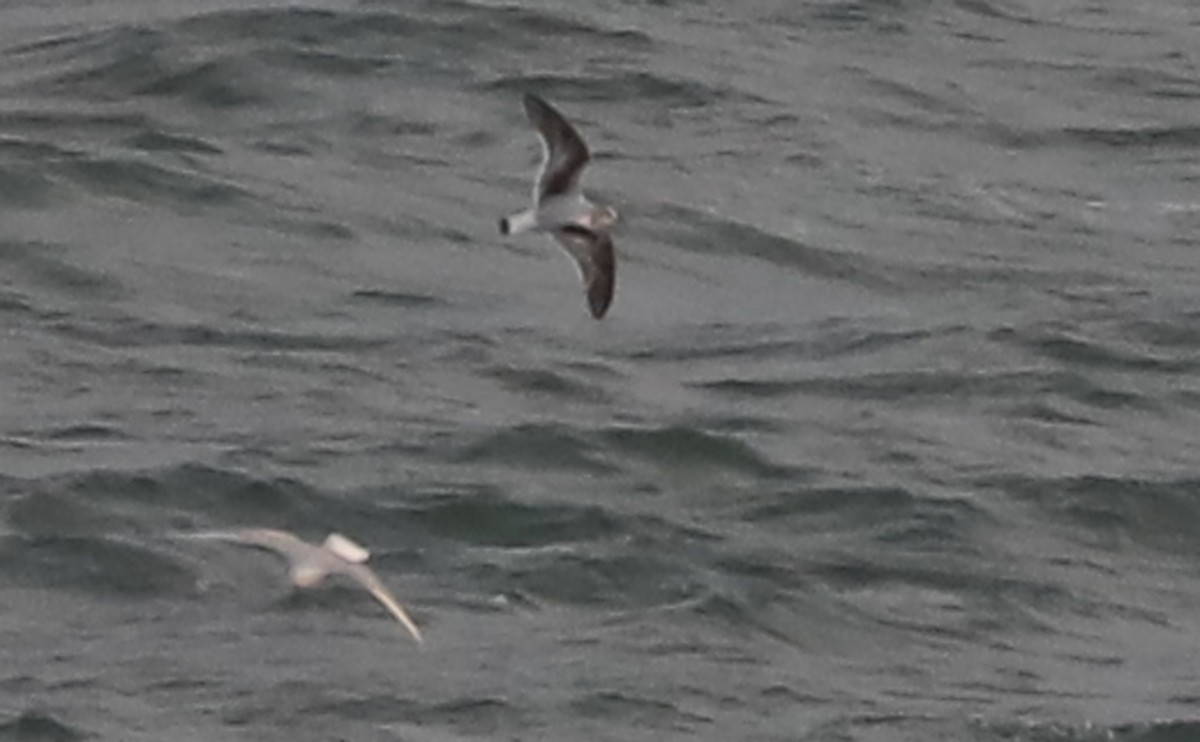 Little Gull - ML632322746