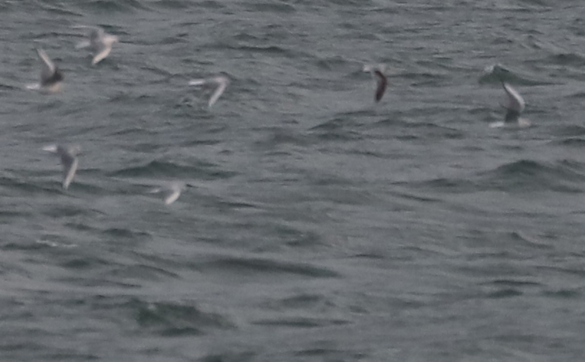 Little Gull - ML632322748