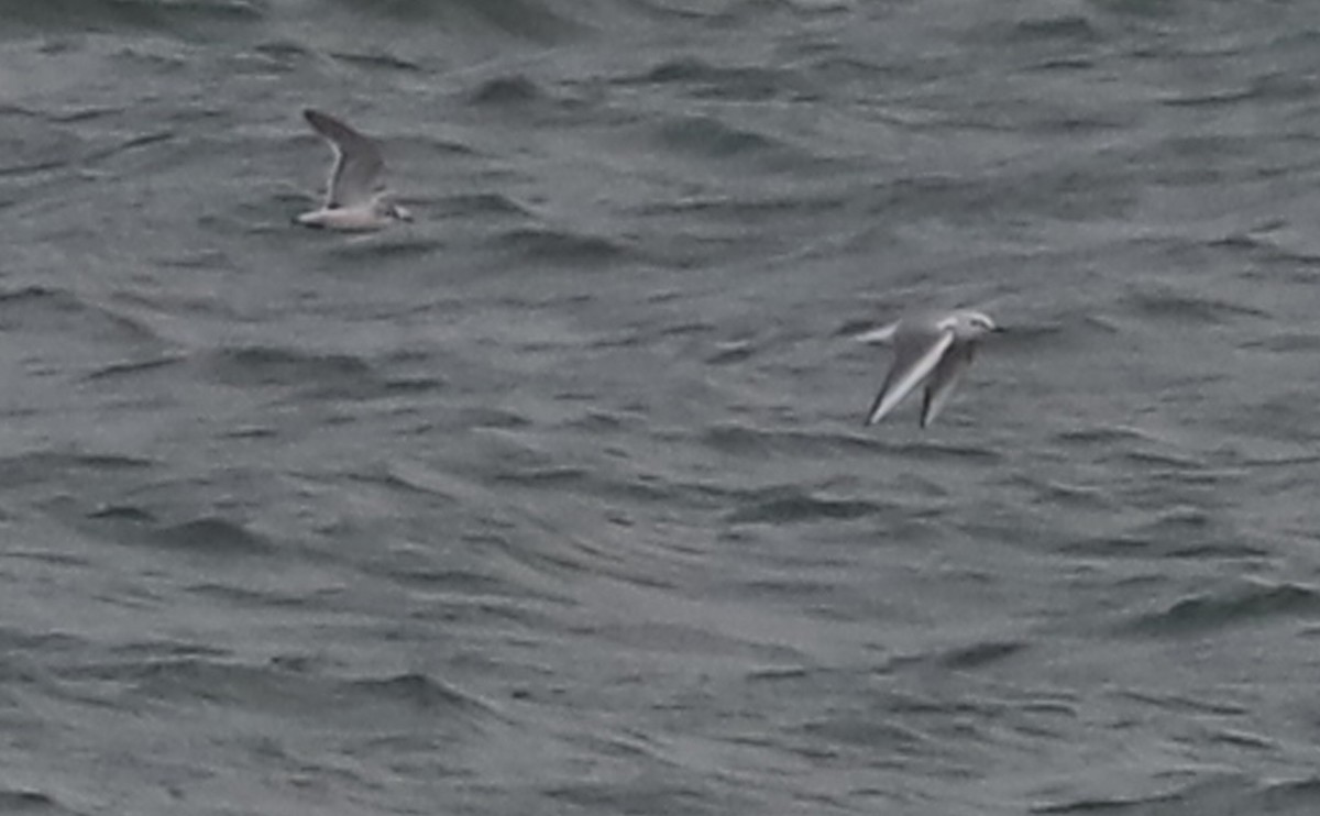 Little Gull - ML632322754