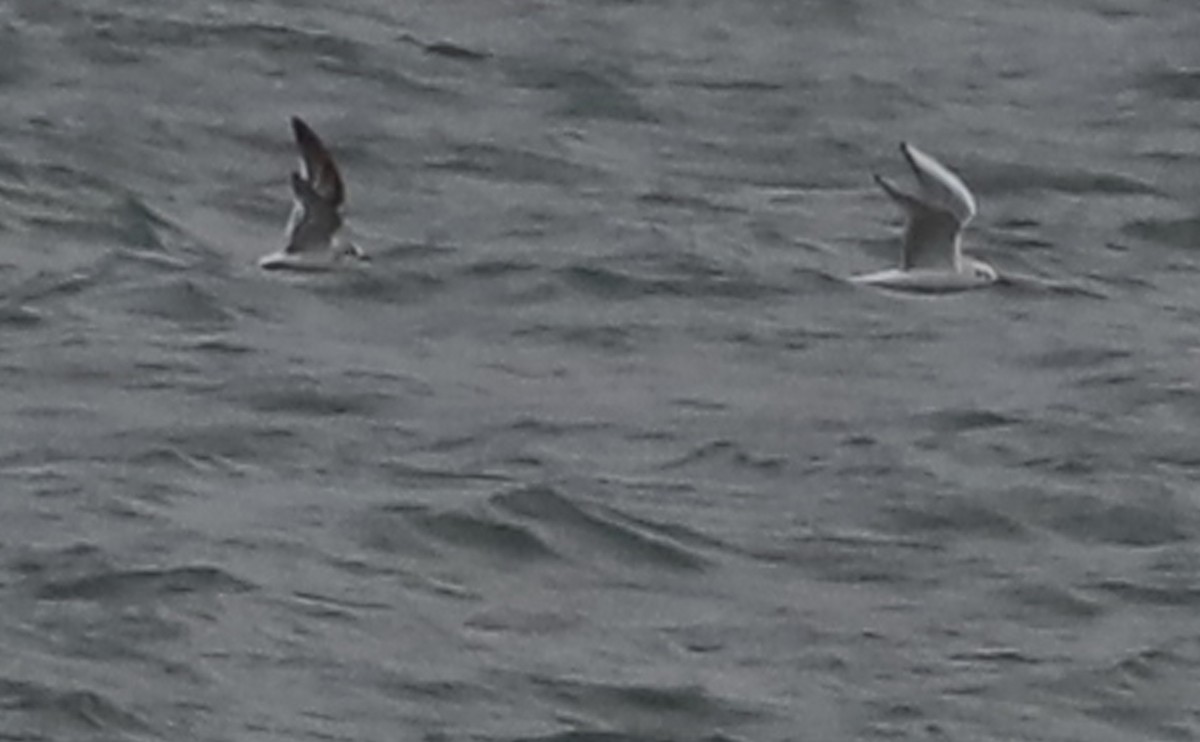 Little Gull - ML632322761