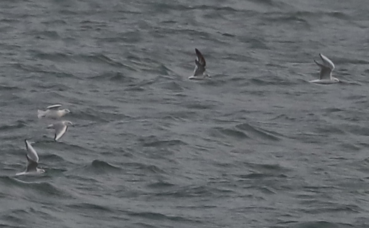 Little Gull - ML632322765