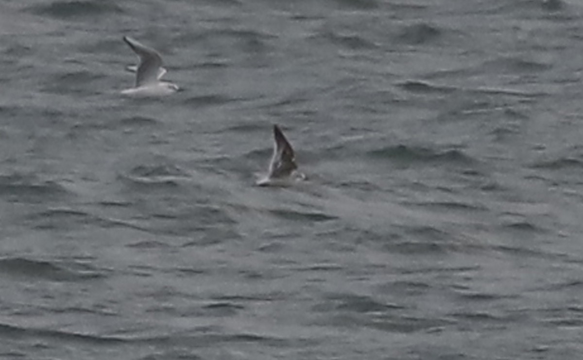 Little Gull - ML632322770