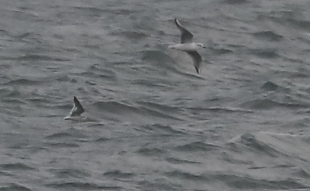 Little Gull - ML632322776