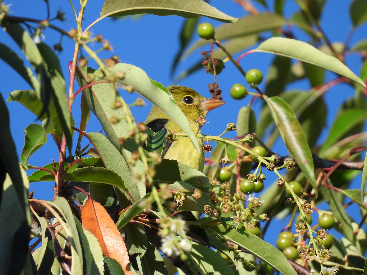Scarlet Tanager - ML632322777