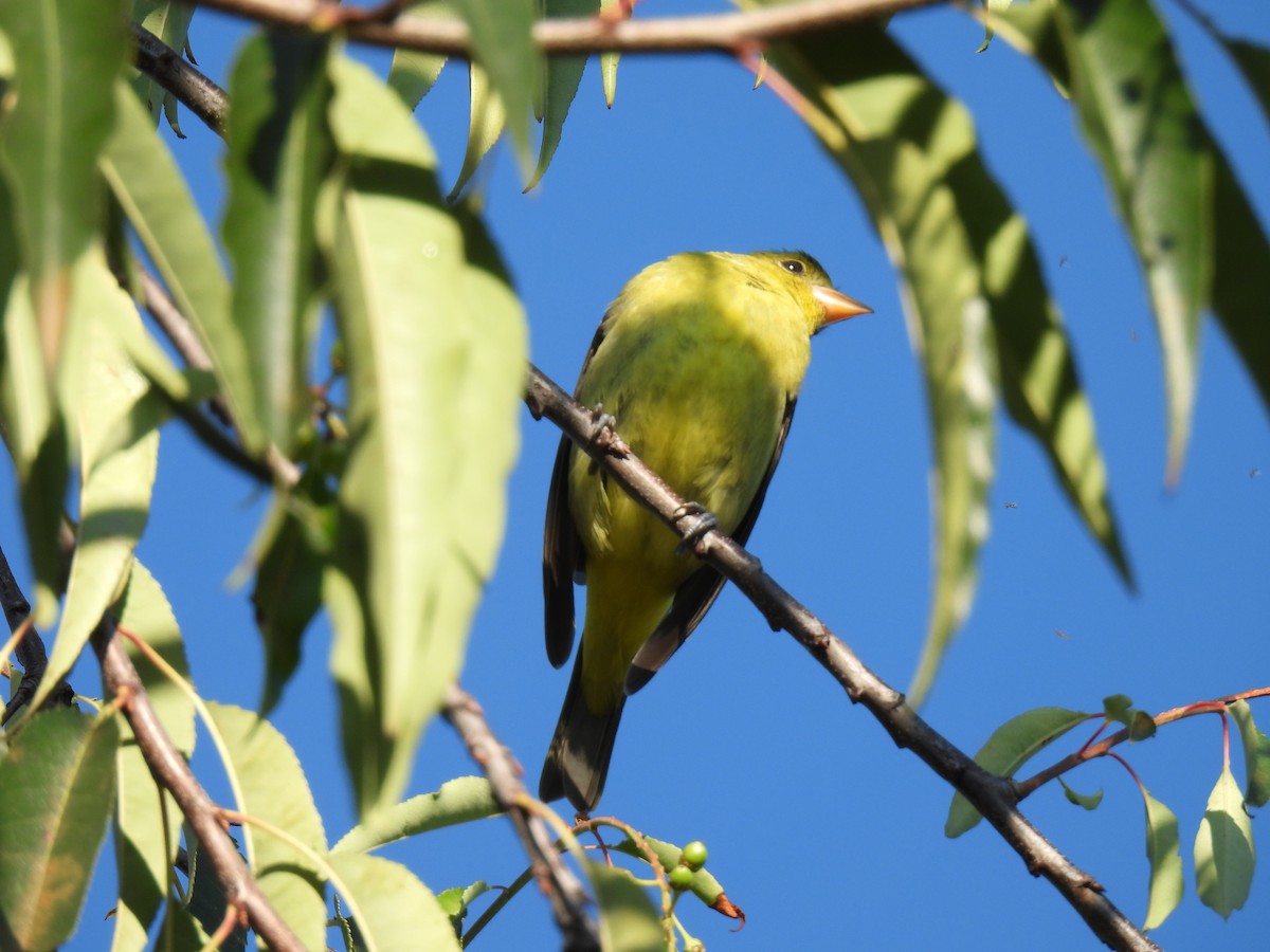 Scarlet Tanager - ML632322778