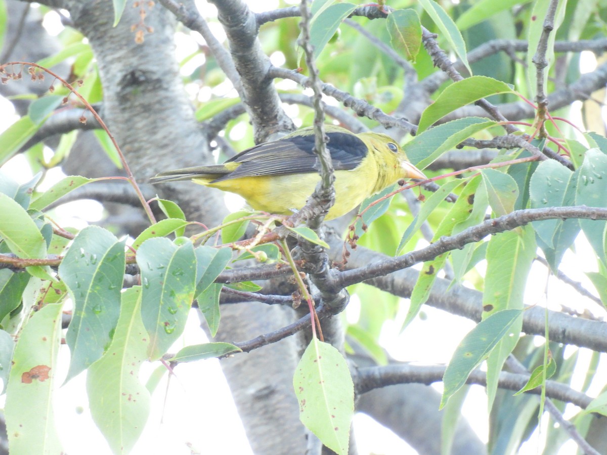 Scarlet Tanager - ML632322779