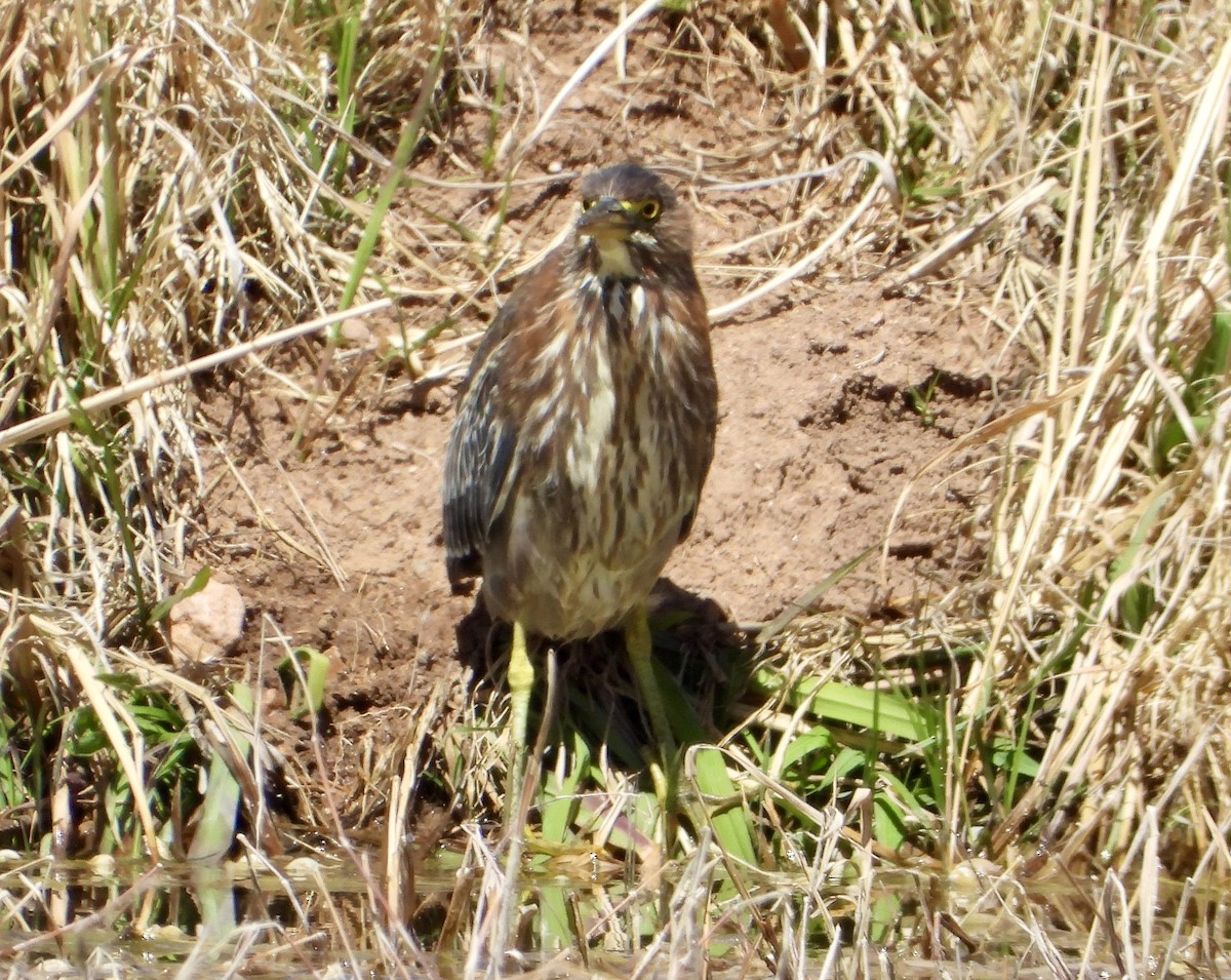 Green Heron - ML632322781