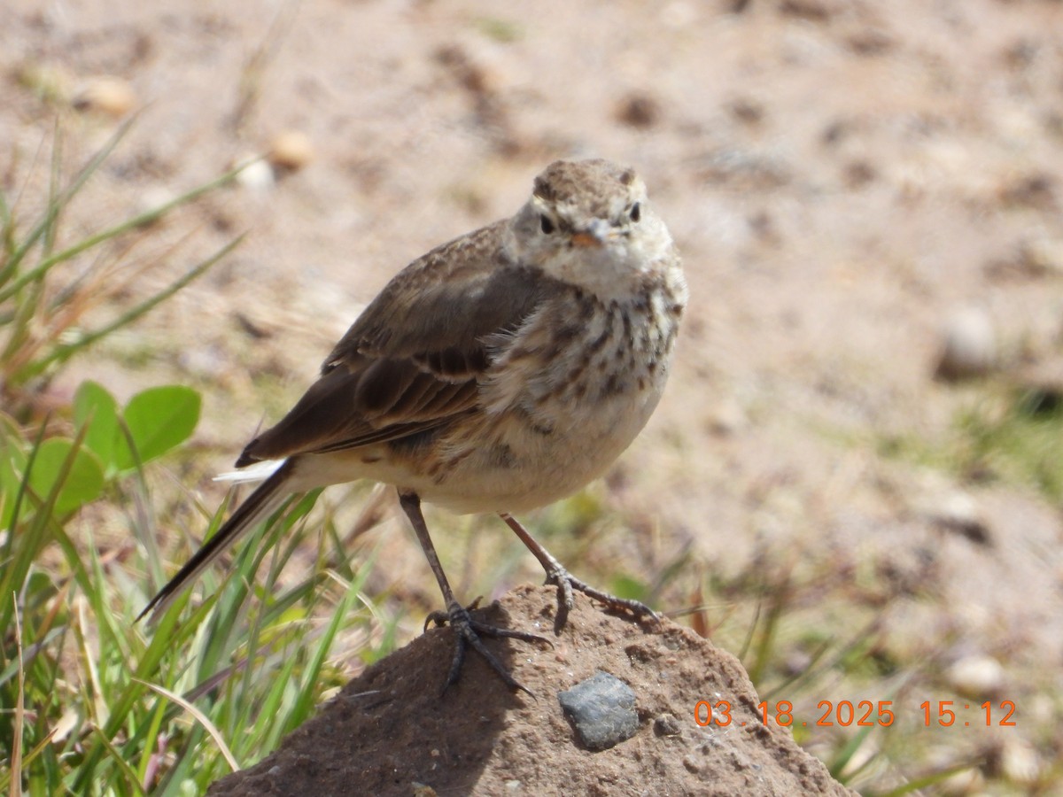American Pipit - ML632322797
