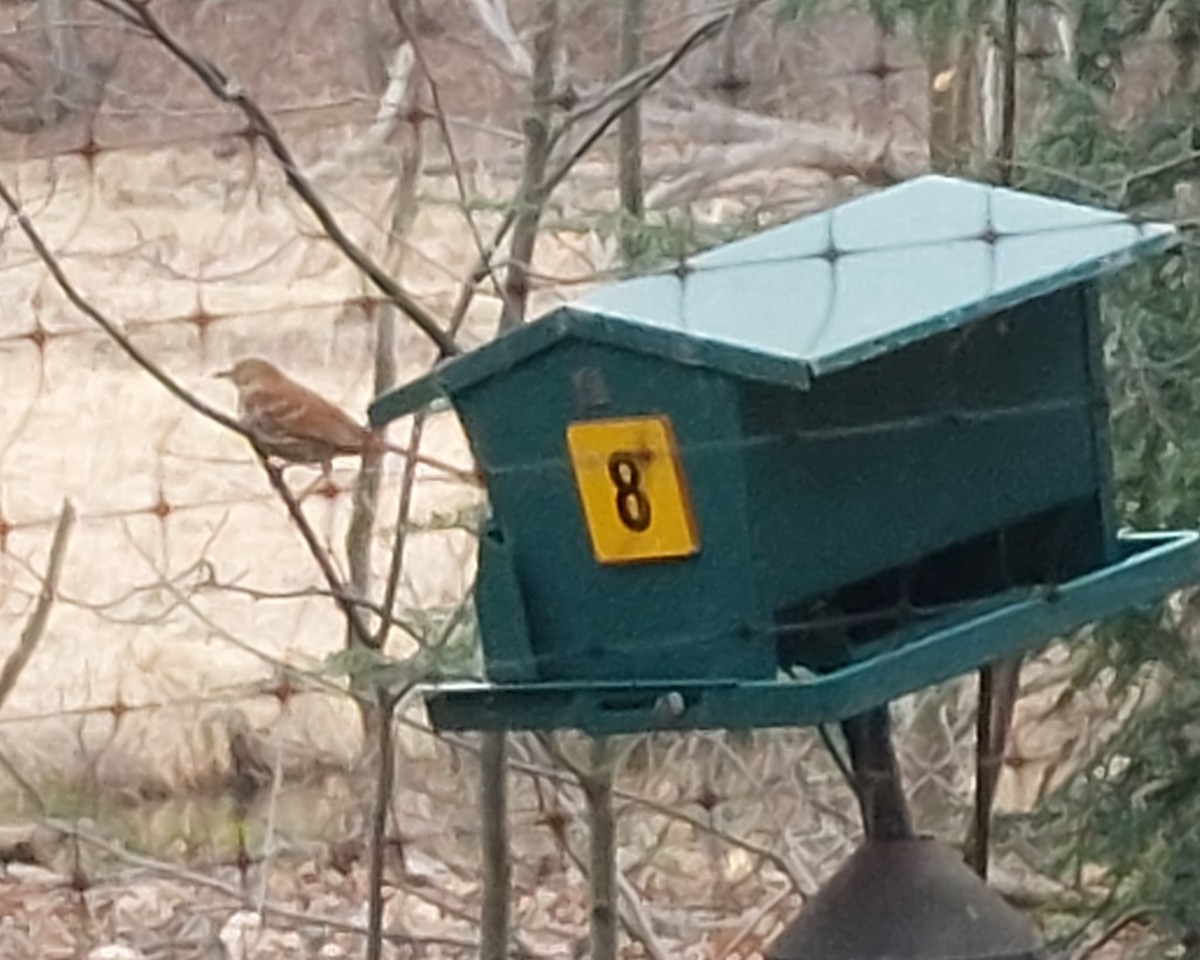 Brown Thrasher - ML632322811