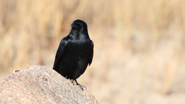 Fish Crow - ML632322855