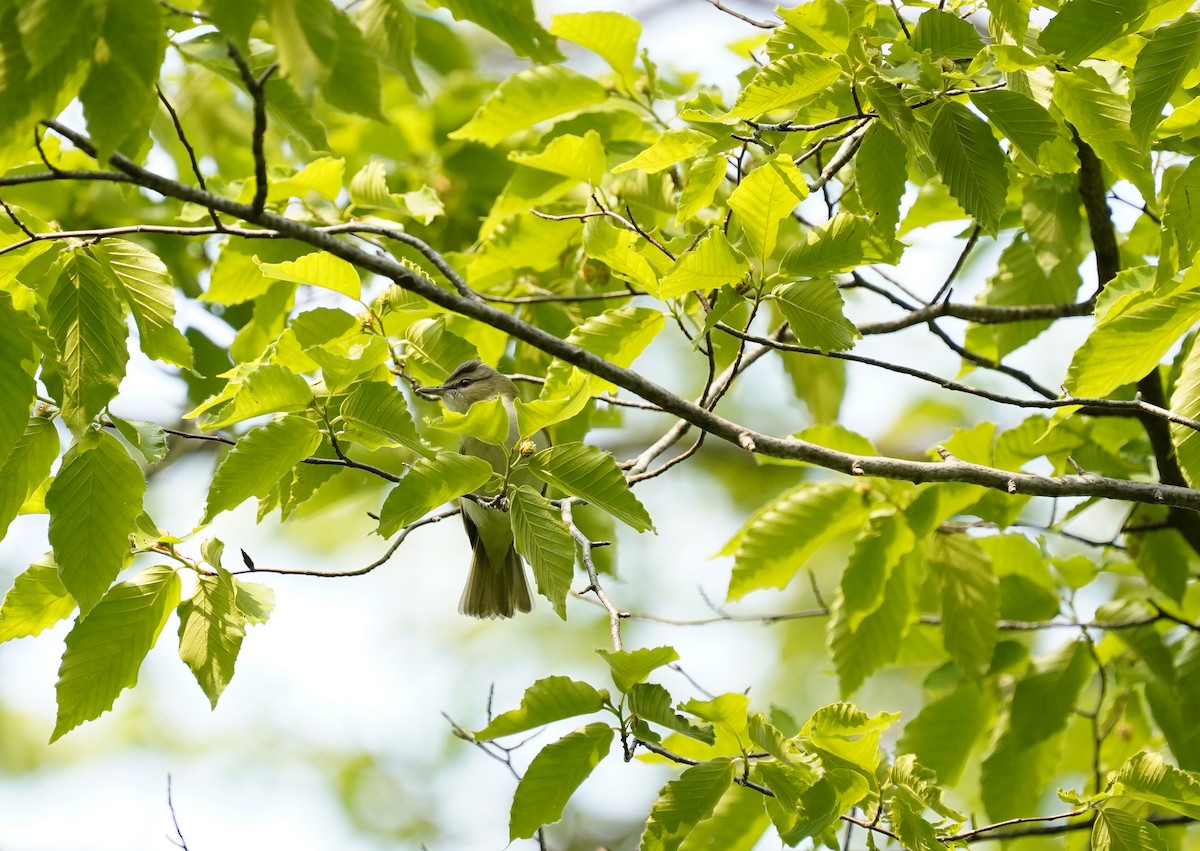 Red-eyed Vireo - ML632322922