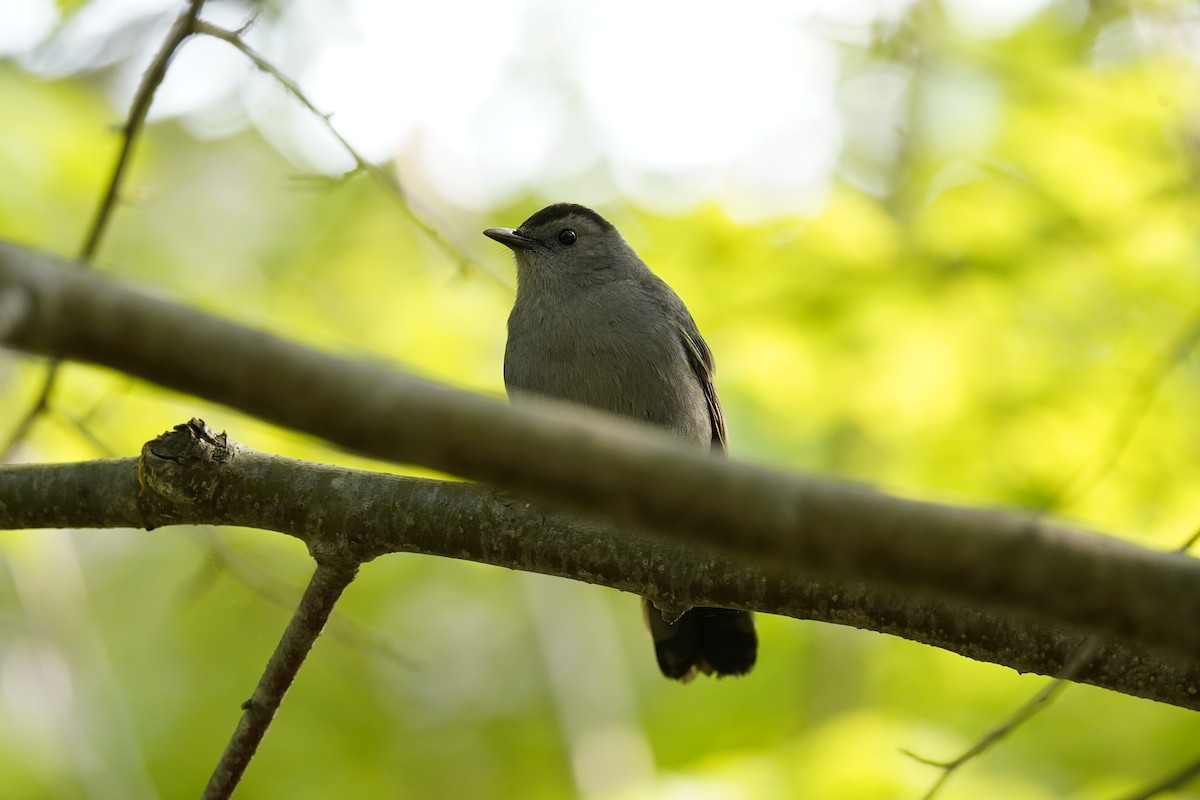 Gray Catbird - ML632322947