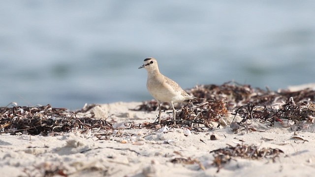 Mountain Plover - ML632322948