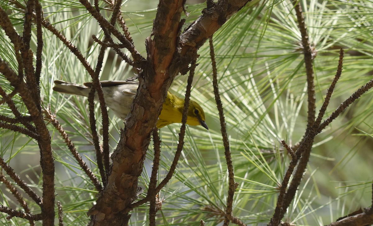 Pine Warbler - ML632323139