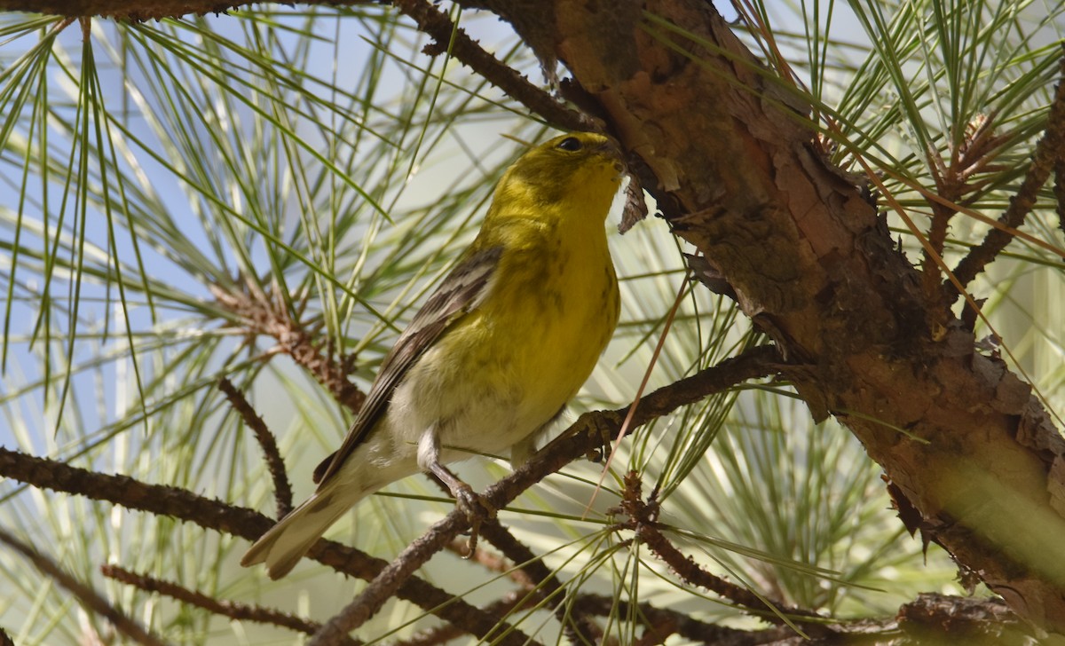 Pine Warbler - ML632323140