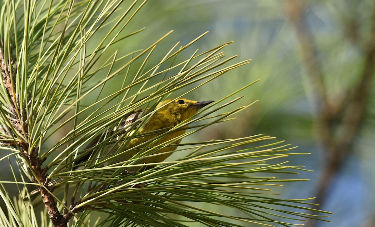 Pine Warbler - ML632323142