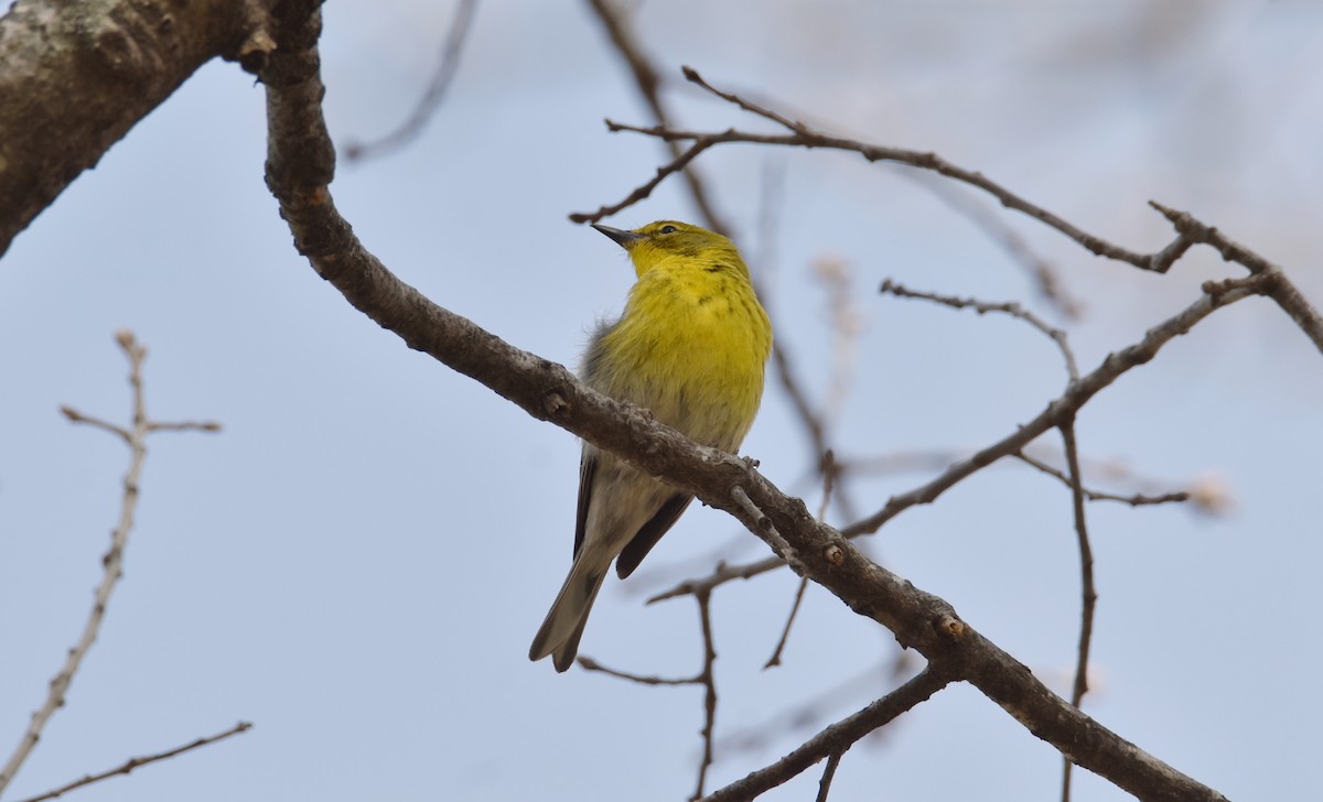 Pine Warbler - ML632323147