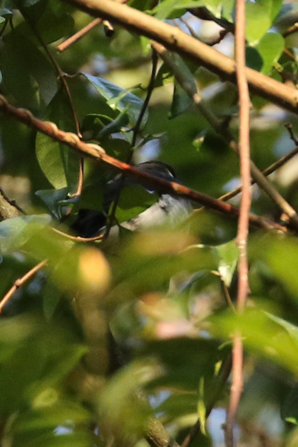 Ryukyu Minivet - ML632323164