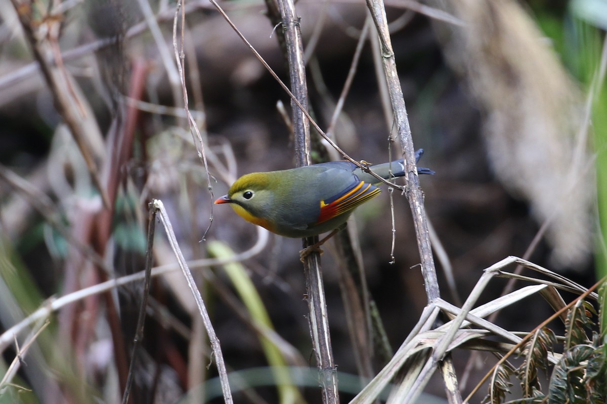 Red-billed Leiothrix - ML632323171