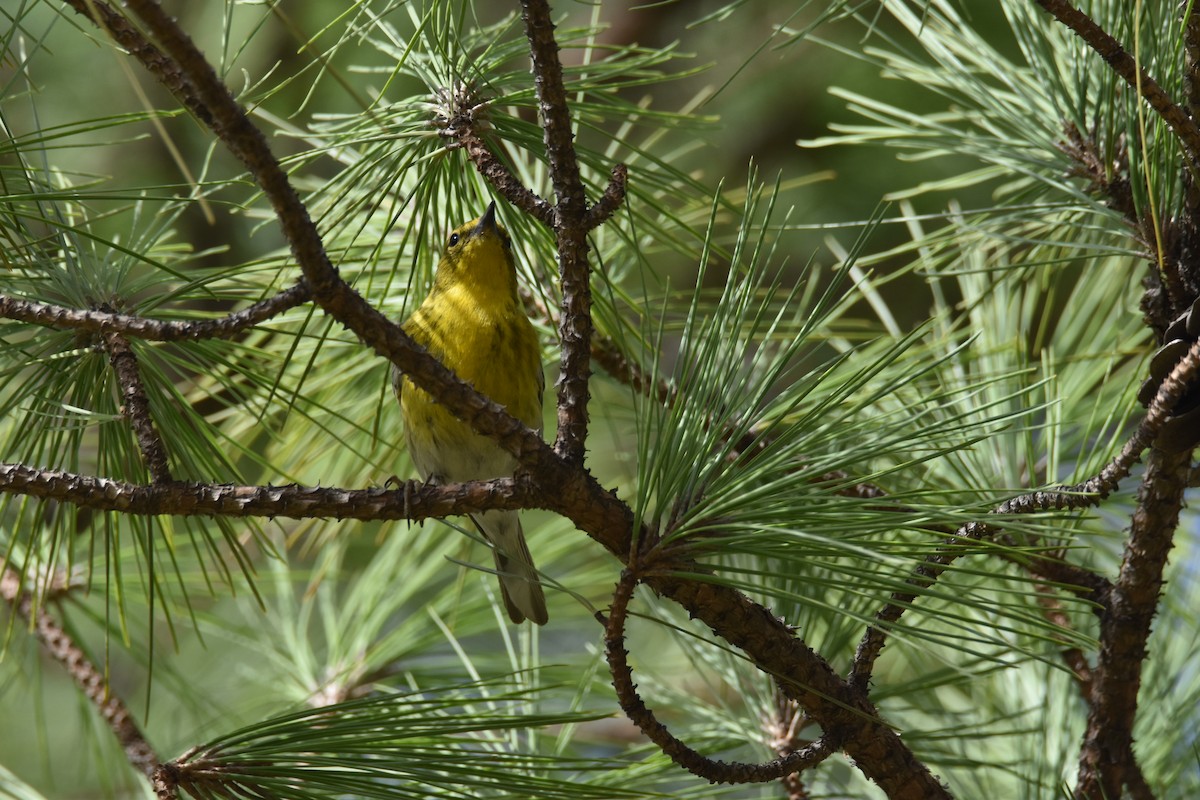 Pine Warbler - ML632323180