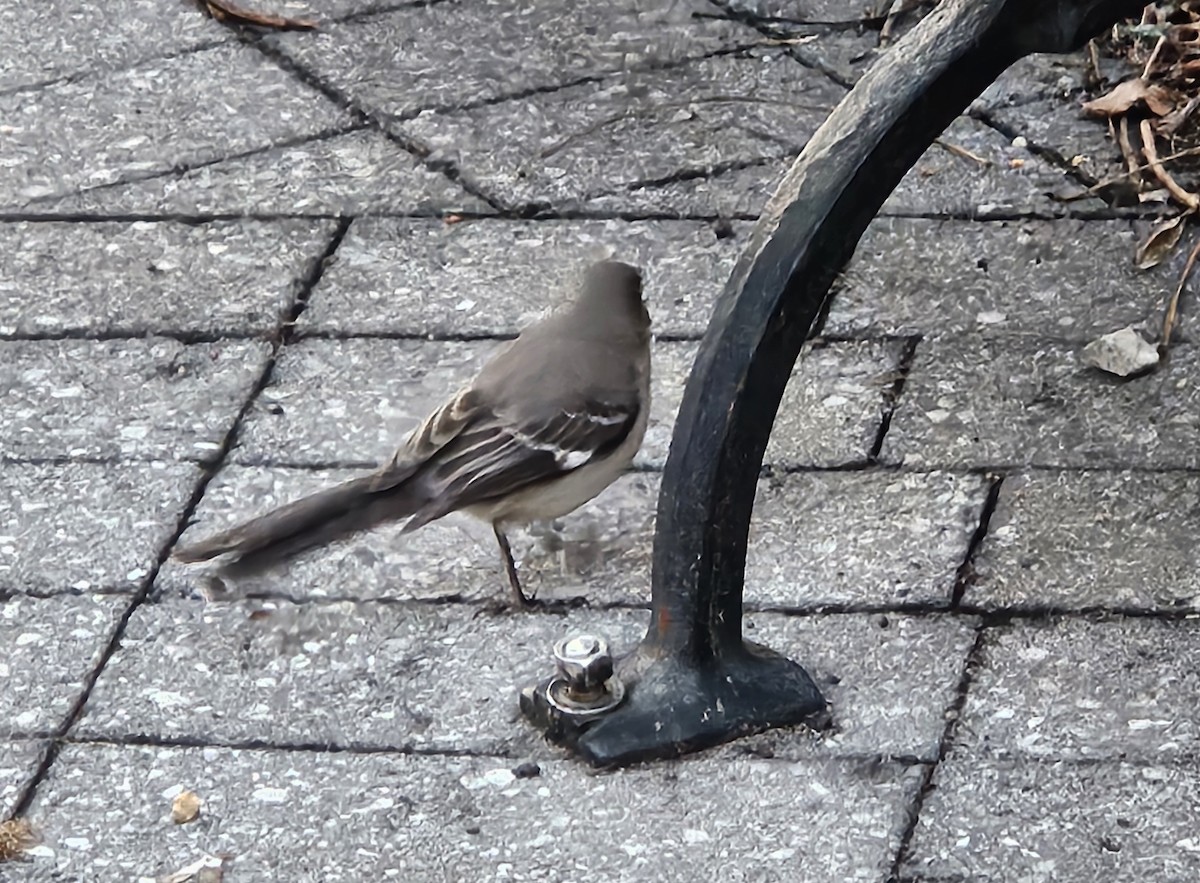 Northern Mockingbird - ML632323184