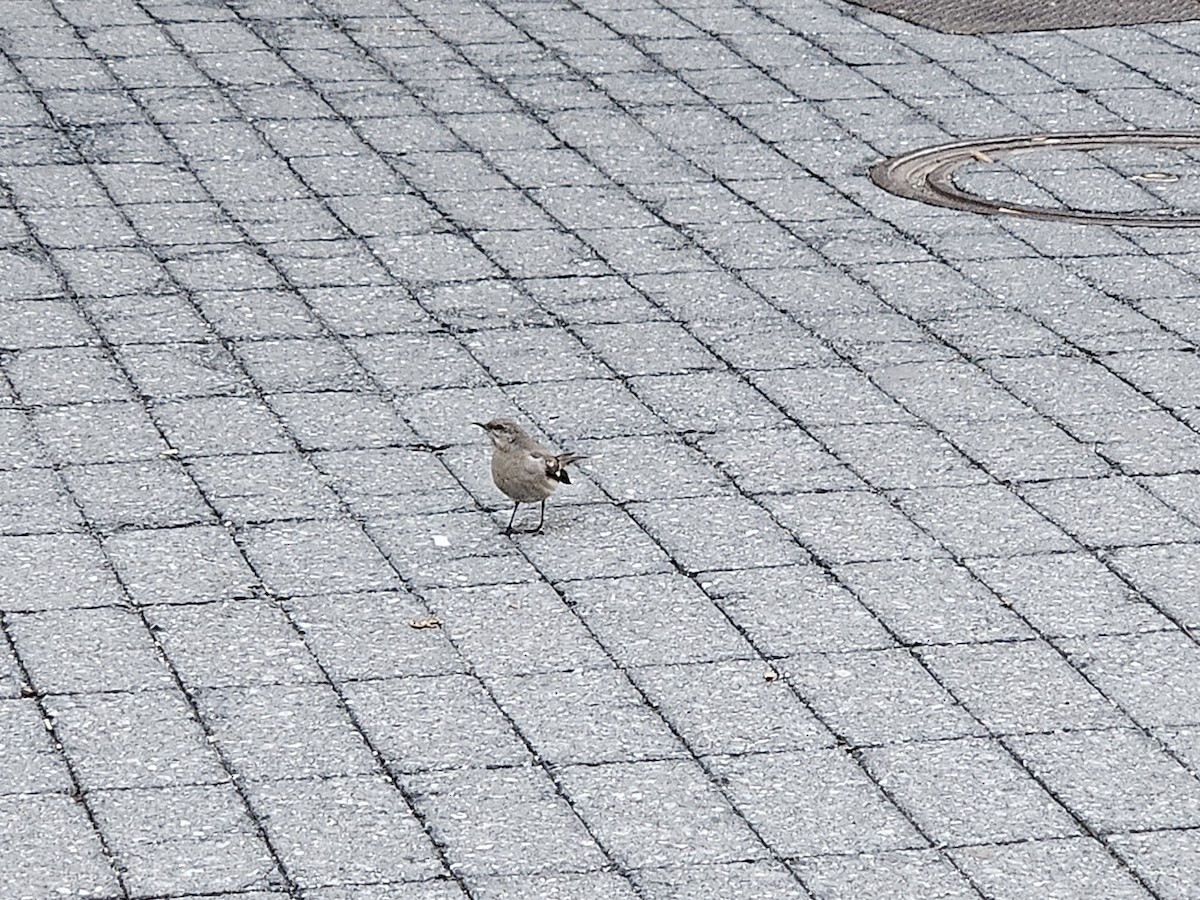 Northern Mockingbird - ML632323185