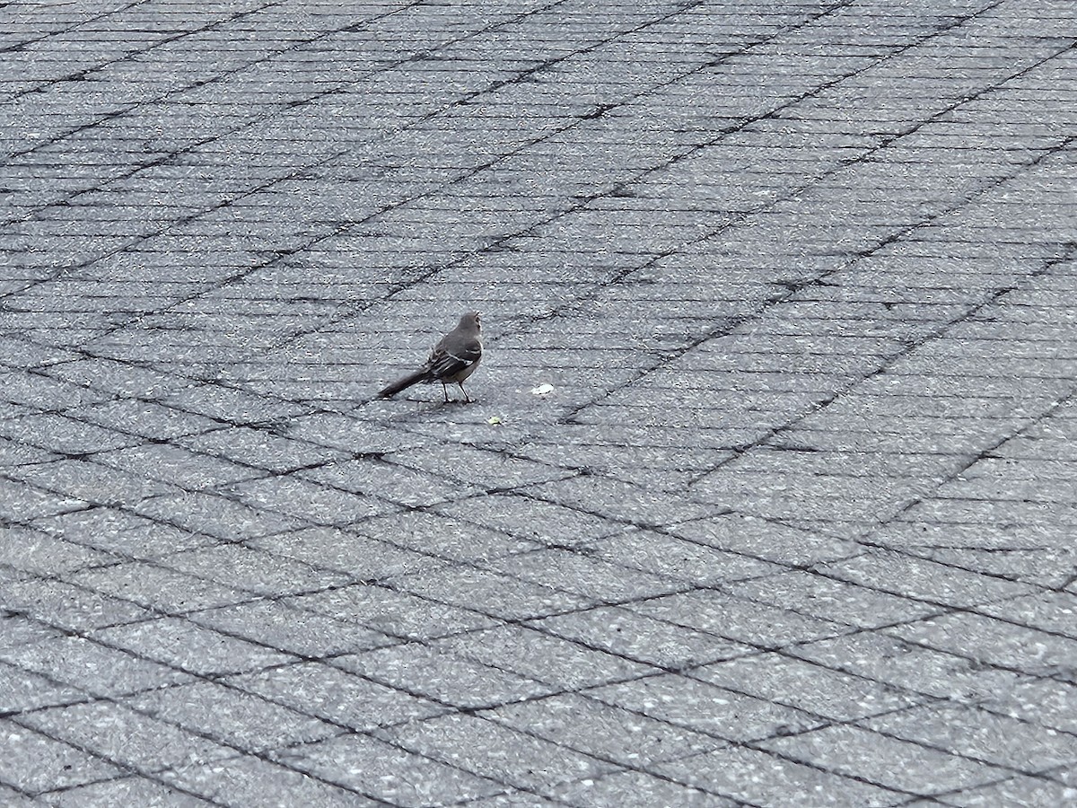 Northern Mockingbird - ML632323186