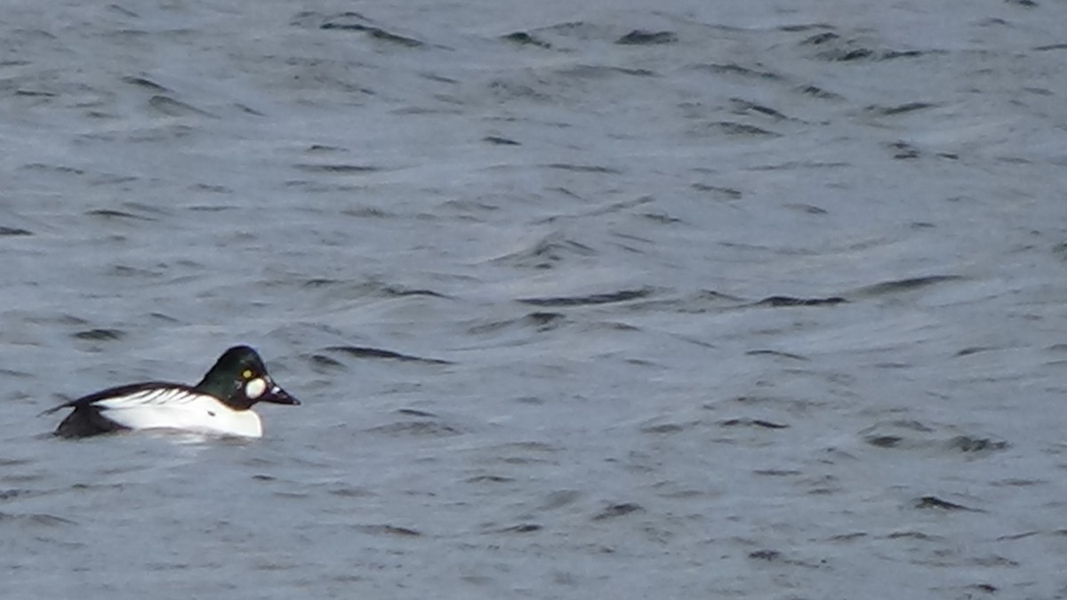Common Goldeneye - ML632323399
