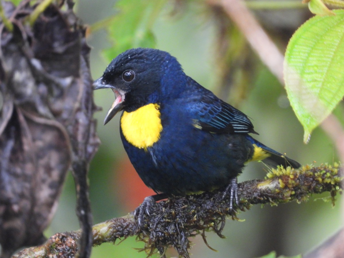 Golden-chested Tanager - ML632323492