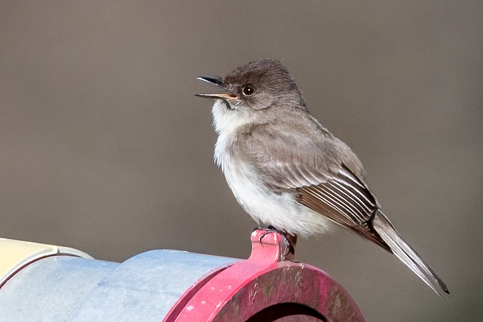 Eastern Phoebe - ML632323493