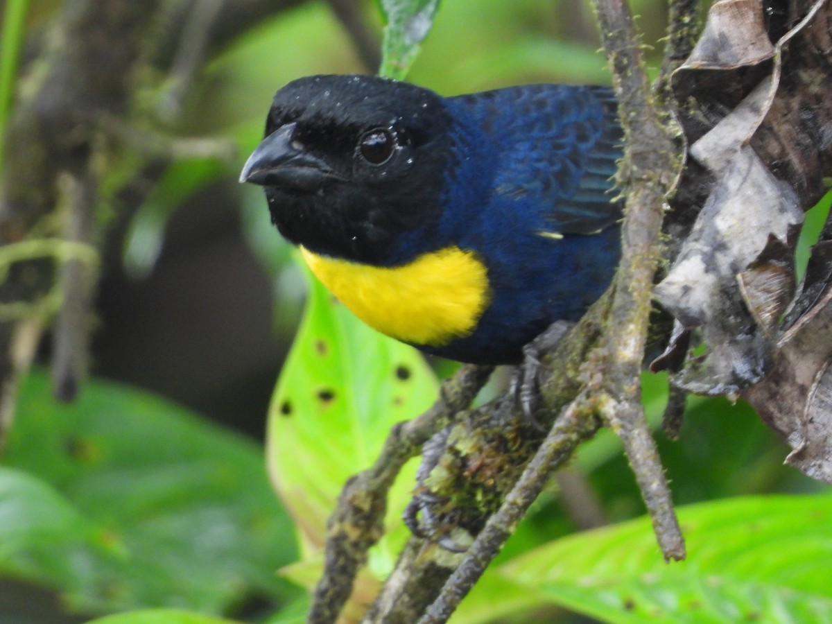 Golden-chested Tanager - ML632323504
