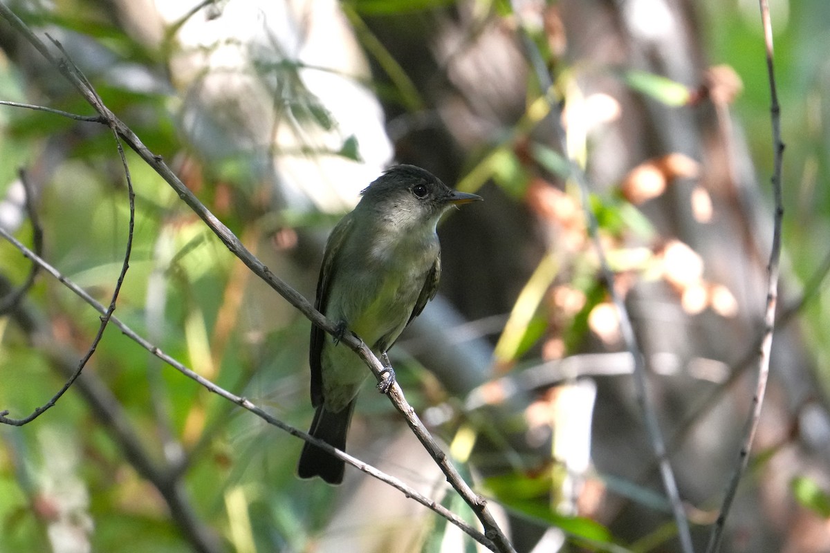 Mosquero Ventriamarillo - ML632323591