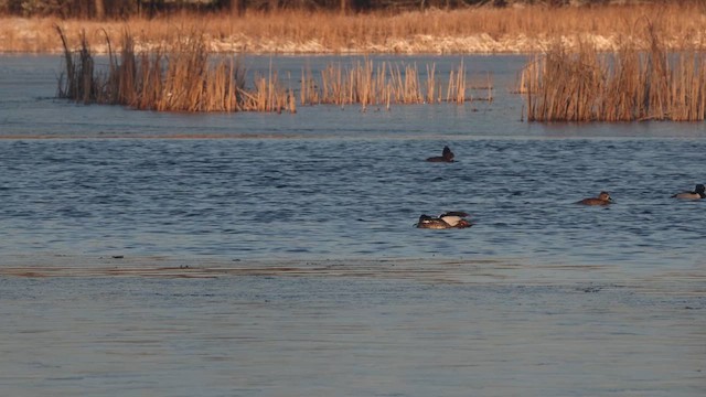 Ring-necked Duck - ML632323981