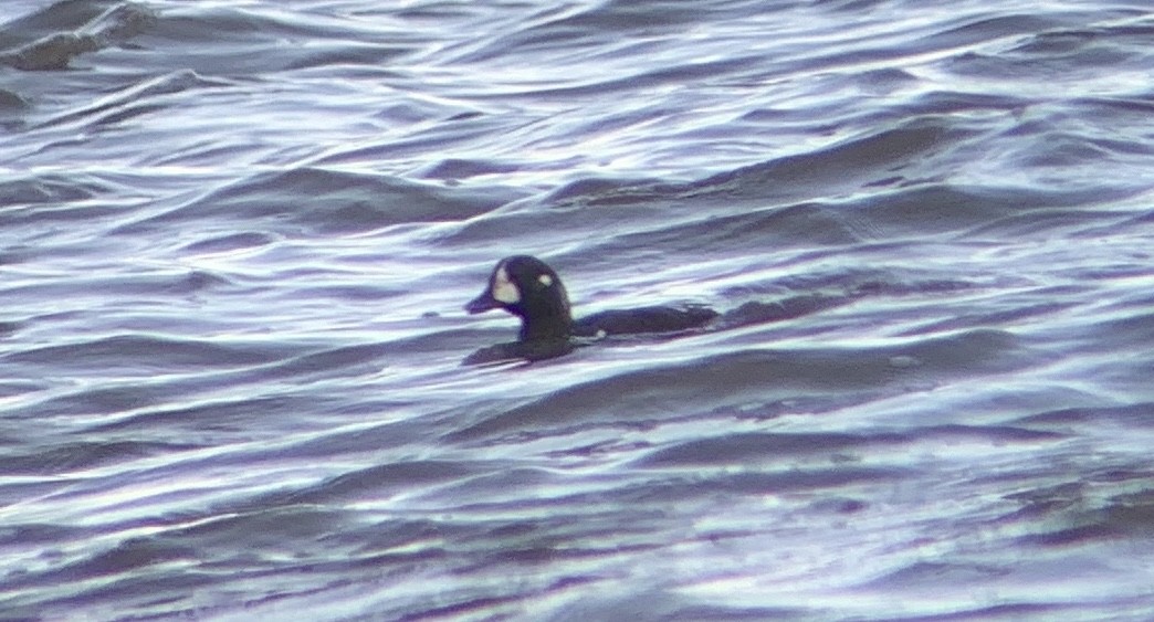 Harlequin Duck - ML632324140
