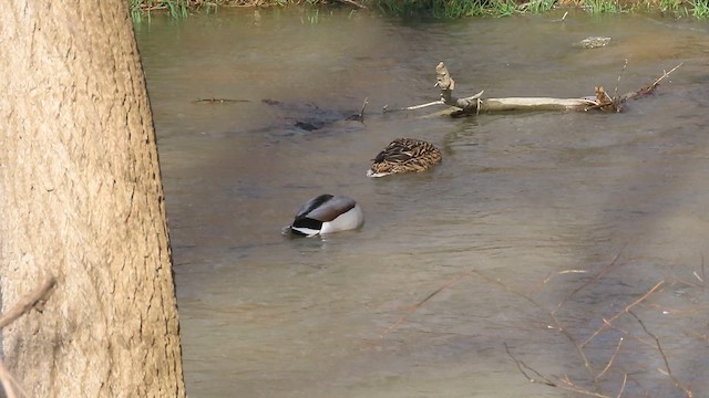 Canard colvert - ML632324197