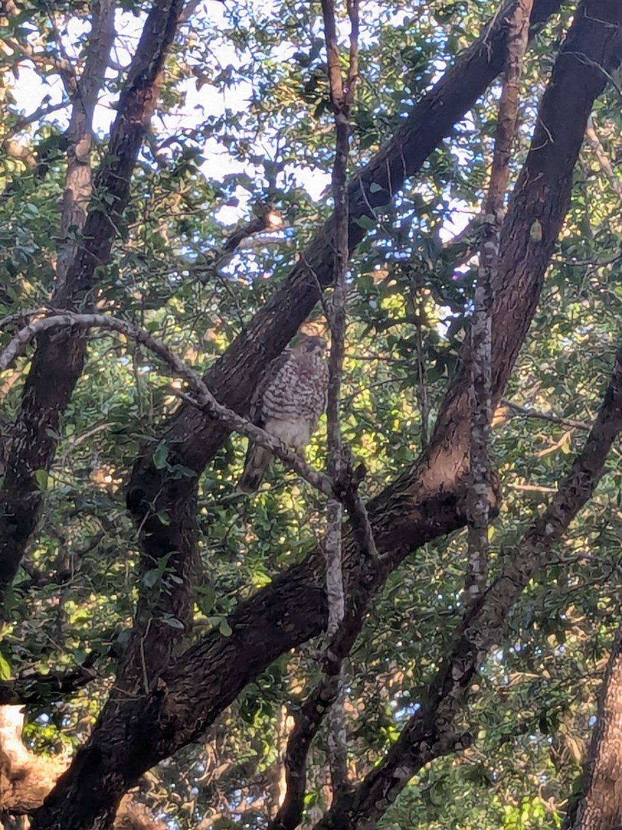 Broad-winged Hawk - ML632324284