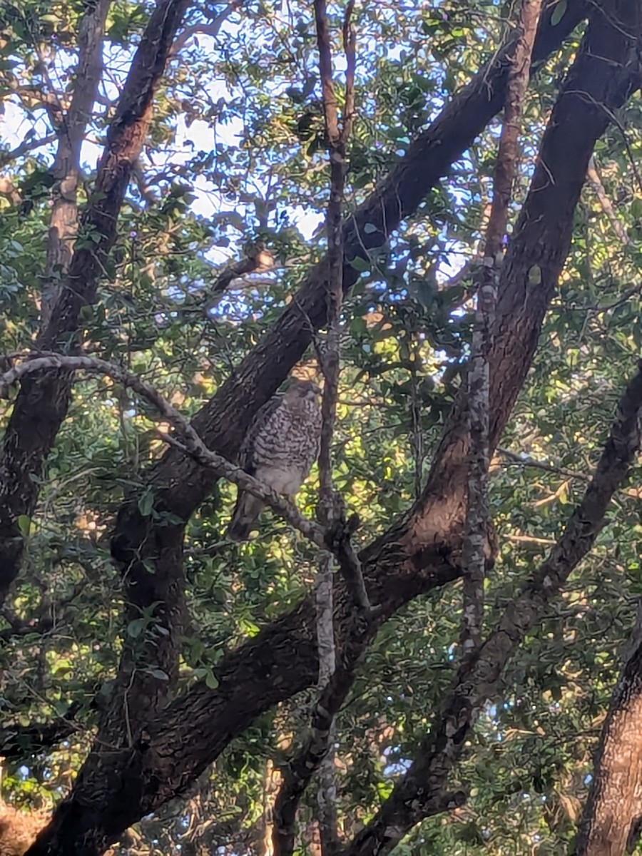 Broad-winged Hawk - ML632324291