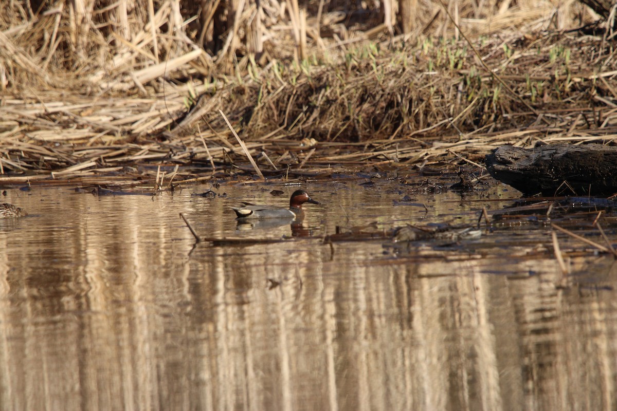 Green-winged Teal - ML632324493