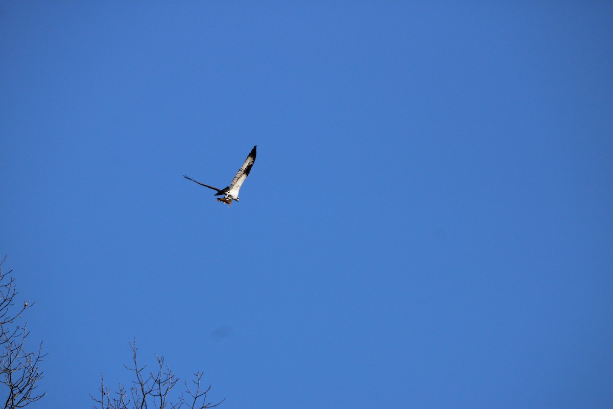 Osprey - ML632324503