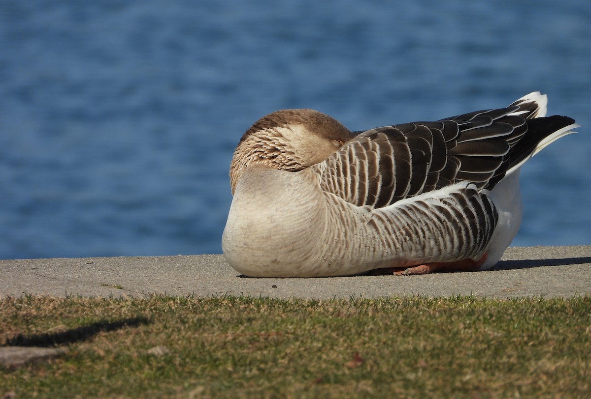 Graylag Goose - ML632324539