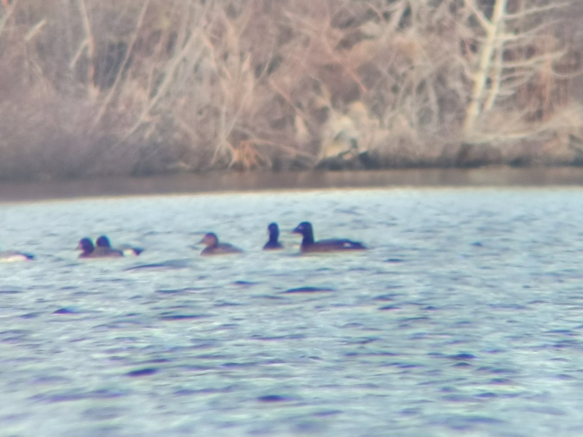 White-winged Scoter - ML632324567