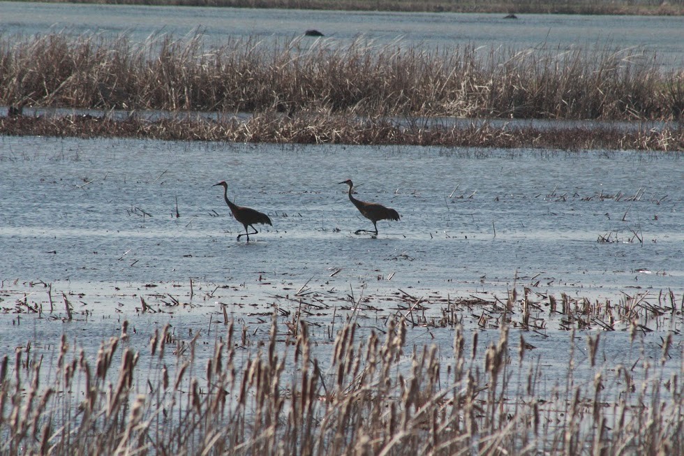 Орог тогоруу - ML632324838