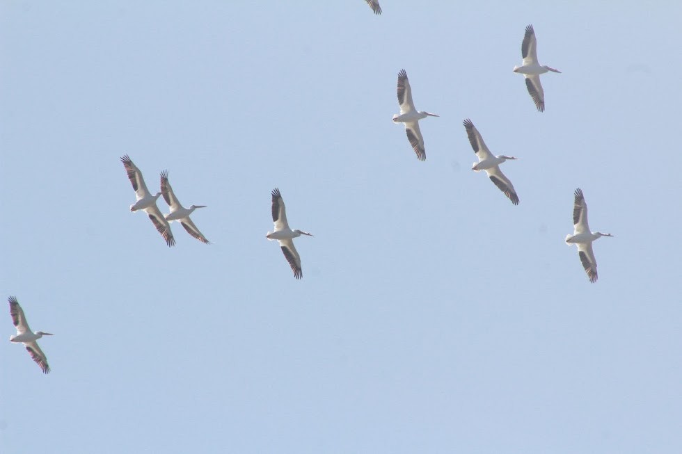 American White Pelican - ML632324845