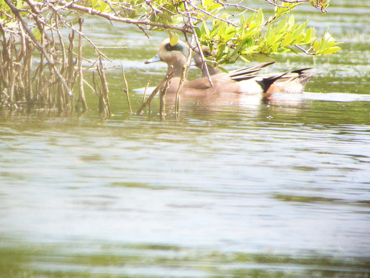 葡萄胸鴨 - ML632324859