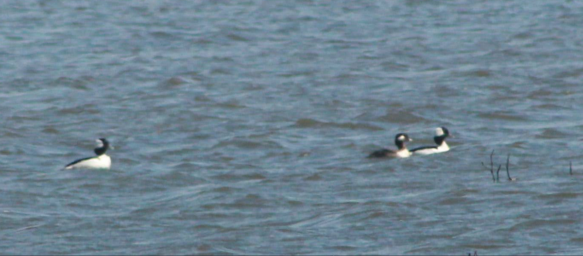Bufflehead - ML632324955