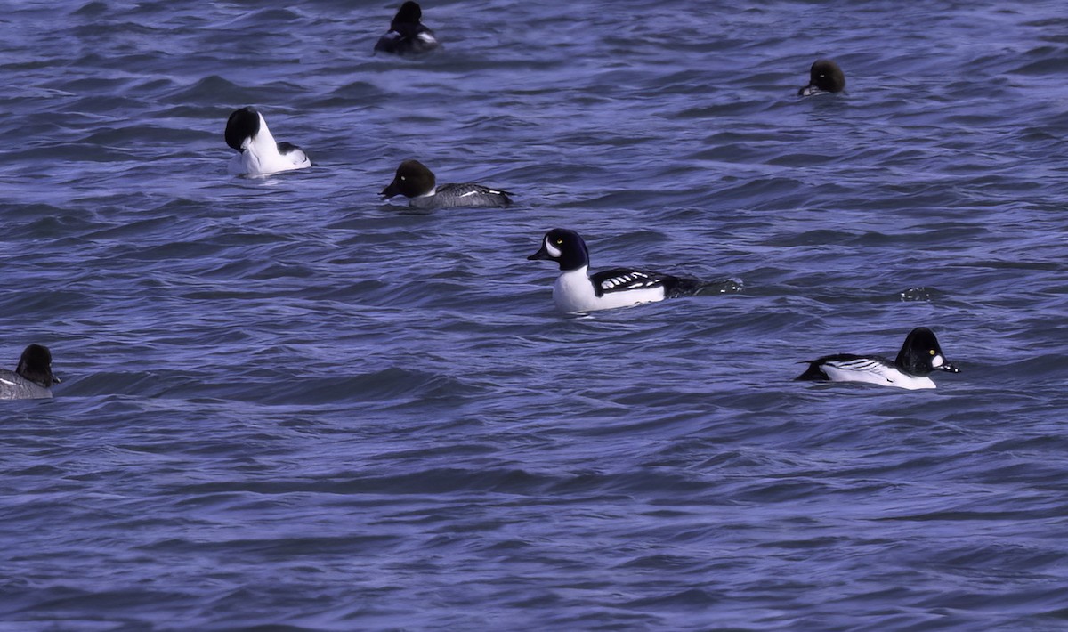 Barrow's Goldeneye - ML632325006