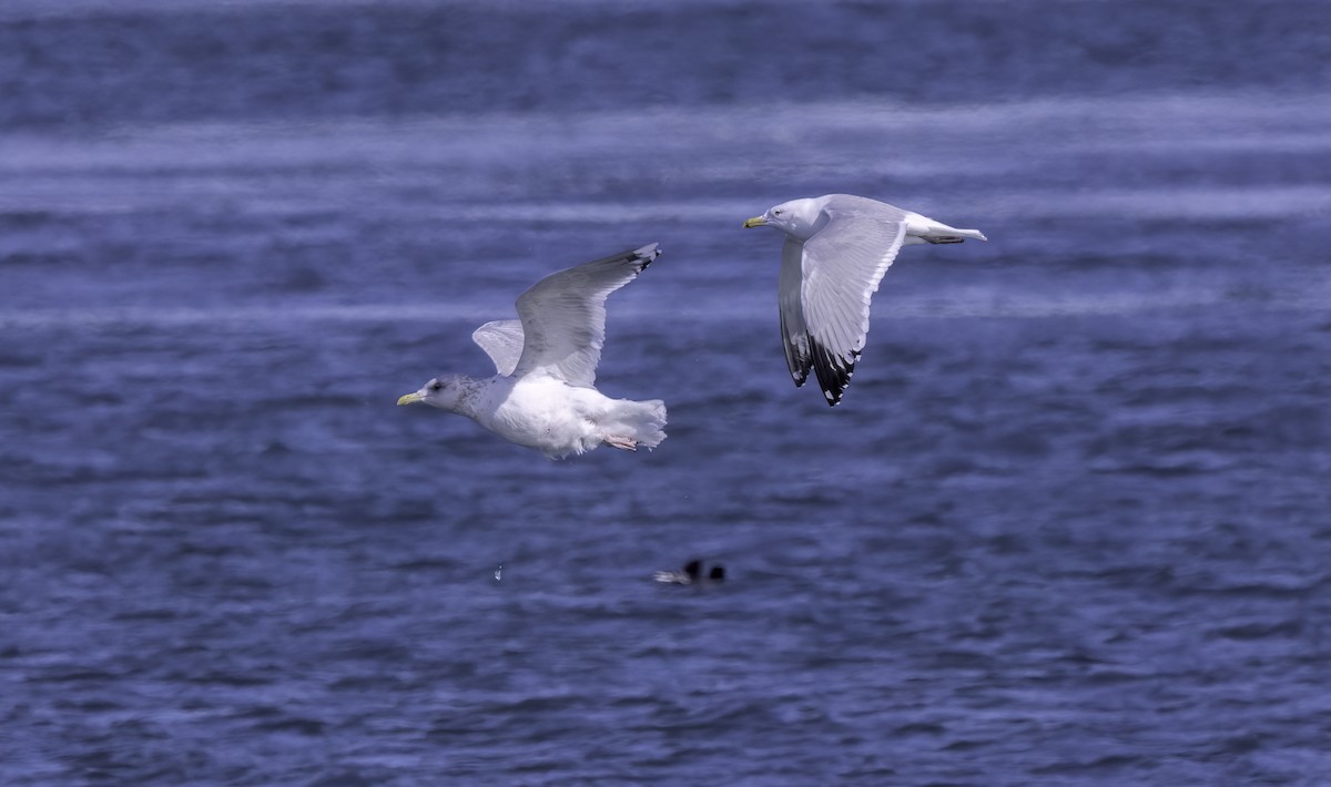 Iceland Gull (Thayer's) - ML632325020