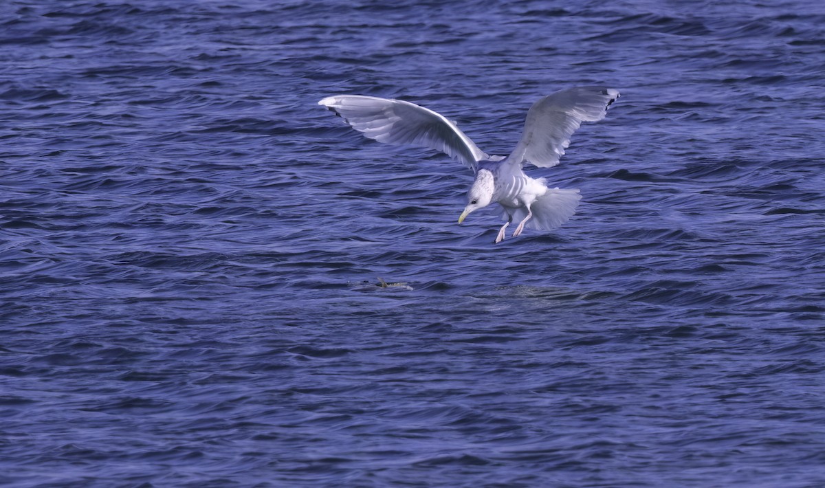 Iceland Gull (Thayer's) - ML632325026