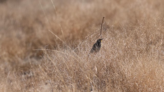 Chihuahuan Meadowlark - ML632325055