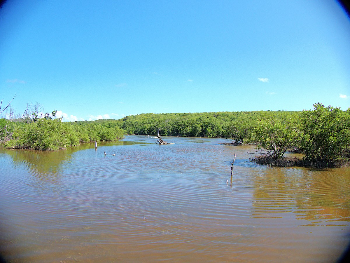 葡萄胸鴨 - ML632325063
